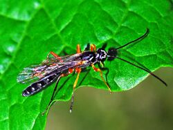 Ichneumonidae - Rhyssa persuasoria (male).JPG