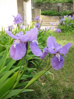 Iris tectorum 01.JPG