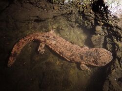 Japanese giant salamander in Tottori Prefecture, Japan.jpg