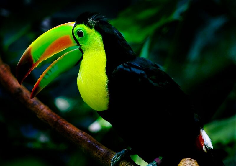 File:Keel-billed toucan woodland.jpg