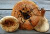 Lactarius evosmus 25390.jpg