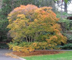 Lagerstroemia subcostata.jpg