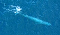Large Blue Whale Off Southern California Coast Photo D Ramey Logan.jpg