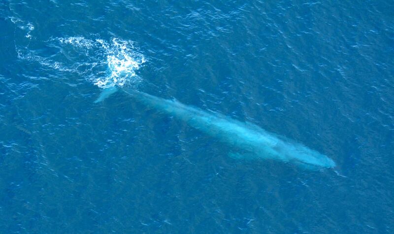 File:Large Blue Whale Off Southern California Coast Photo D Ramey Logan.jpg