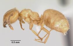 Lasius creightoni casent0104879 profile 1.jpg