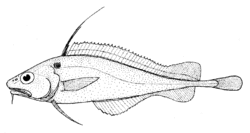 Lepidion microcephalus (Small-headed cod).gif