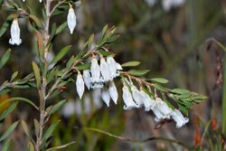 Leucopogon pendulus.jpg