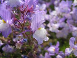 Linaria maroccana cv2.jpg