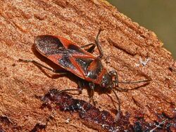 Lygaeidae - Arocatus roeselii-1.JPG