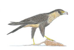 Life restoration based on modern falconiformes