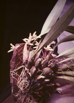 Maxillaria parkeri - pl.jpg