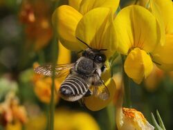 Megachile dorsalis.jpg