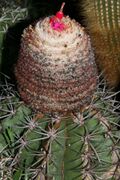 Melocactus x albicephalus Buining & Brederoo Bahia Brasil.jpg