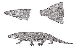 Moradisaurus.jpg