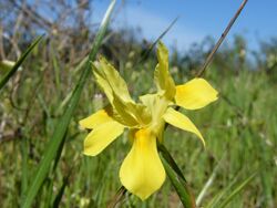 Moraea fugax subsp.fugax.jpg