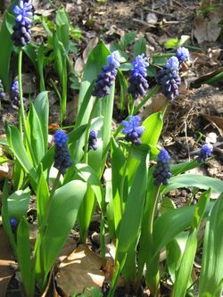 Muscari latifolium2.jpg