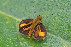 Mys skipper (Zariaspes mys).jpg