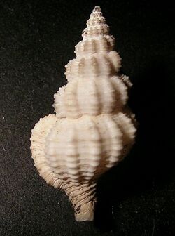 Nassaria exquisita 001.jpg