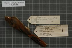 Naturalis Biodiversity Center - RMNH.AVES.18627 1 - Rhipidura brachyrhyncha devisi North, 1897 - Monarchidae - bird skin specimen.jpeg