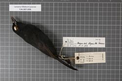 Naturalis Biodiversity Center - RMNH.AVES.37657 1 - Laniarius fulleborni poensis (Alexander, 1903) - Laniidae - bird skin specimen.jpeg
