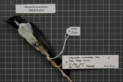 Naturalis Biodiversity Center - RMNH.AVES.85260 2 - Monarcha sacerdotum Mees, 1973 - Monarchidae - bird skin specimen.jpeg