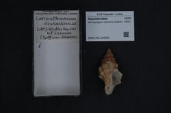 Naturalis Biodiversity Center - RMNH.MOL.209382 - Hemipolygona distincta (Adams, 1855) - Fasciolariidae - Mollusc shell.jpeg