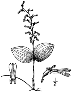 Neottia auriculata (as Ophrys auriculata) BB-1913.png