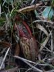 Nepenthes mapuluensis lower pitcher.jpg