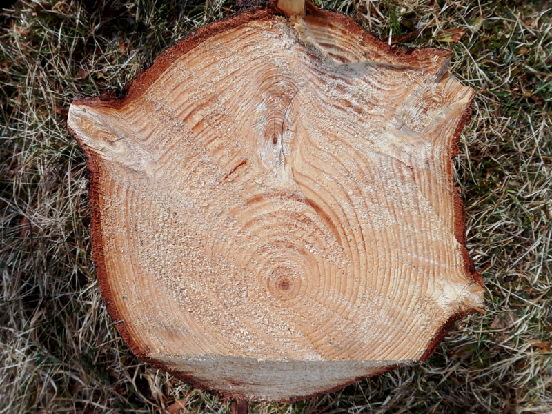 File:Norway spruce (Picea abies) trunk cross section.png