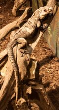 Nyíregyháza Zoo - Black iguana.jpg