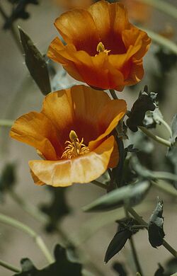 OTGlaucium grandiflorum.jpg