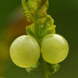 Oak apples - Keila.jpg