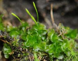 Oedipodium griffithianum 1.jpg