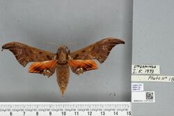 Orecta venedictoffae male, upperside.jpg