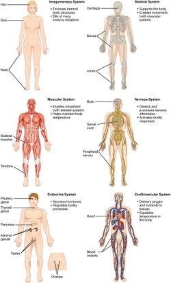 Organ Systems I.jpg