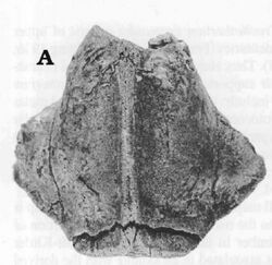 Palaeomephitis steinheimensis.jpg