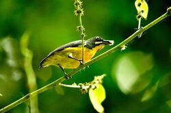 Palawan Flowerpecker (male).JPG