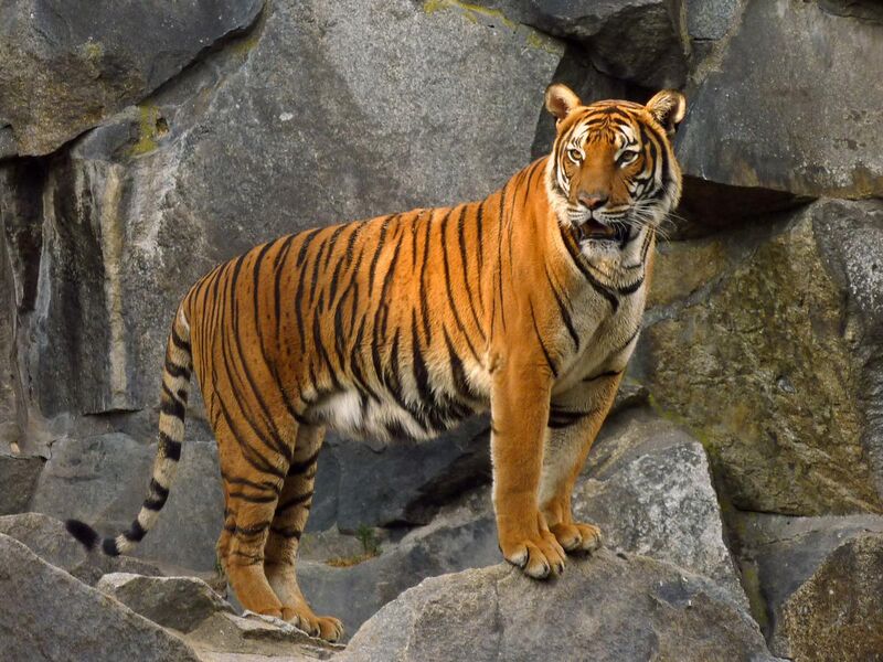 File:Panthera tigris corbetti (Tierpark Berlin) 832-714-(118).jpg