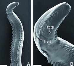 Parasite130039 Pterydodermatites quentini -fig3 Figure 3 A-B.jpg