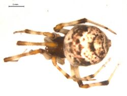 Parasteatoda tabulata f1.jpg