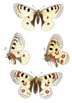 Parnassius sacerdos - Alpenapollo.jpg