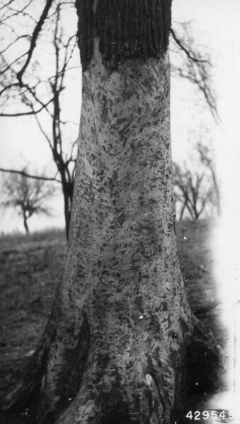 File:Photograph of Red Elm Trees Browsed by Horses in Marshall, Illinois - NARA - 2129548.jpg
