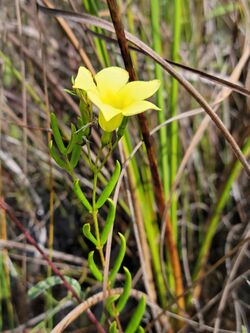 Pineland Golden Trumpet.jpg