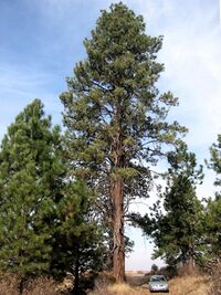 Pinus ponderosa 8144t.jpg