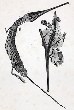 Plagiophthalmosuchus lithograph.jpg
