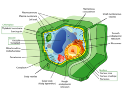 Plant cell structure-en.svg