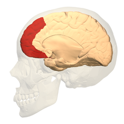 Prefrontal cortex (left) - medial view.png