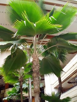 Pritchardia thurstonii 2.JPG