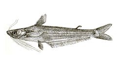 Pseudotropius atherinoides Day 109.jpg