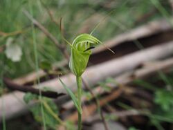 Pterostylis metcalfei (side).jpg